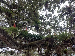 Tillandsia imperialis