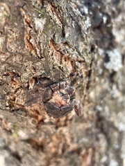 Andricus truncicolus