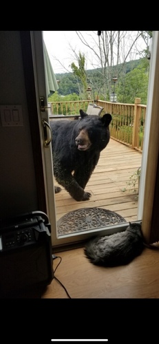 American Black Bear photographed in Pennsylvania