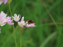 Nomada agrestis