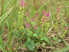 Polygala tatarinowii