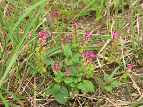 Image of Polygala tatarinowii by (c) chiuluan, some rights reserved (CC BY)