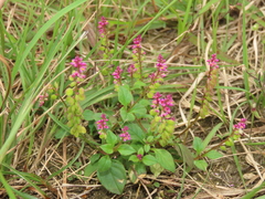 Polygala tatarinowii