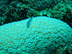 Elacatinus illecebrosus