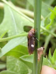 Oncometopia hamiltoni