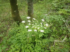 Angelica californica