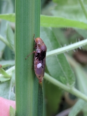 Oncometopia hamiltoni