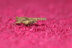 Ergatettix dorsifera