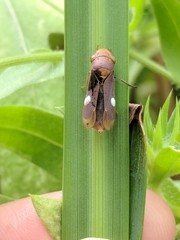 Oncometopia hamiltoni