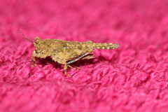 Ergatettix dorsifera