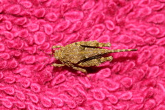 Ergatettix dorsifera