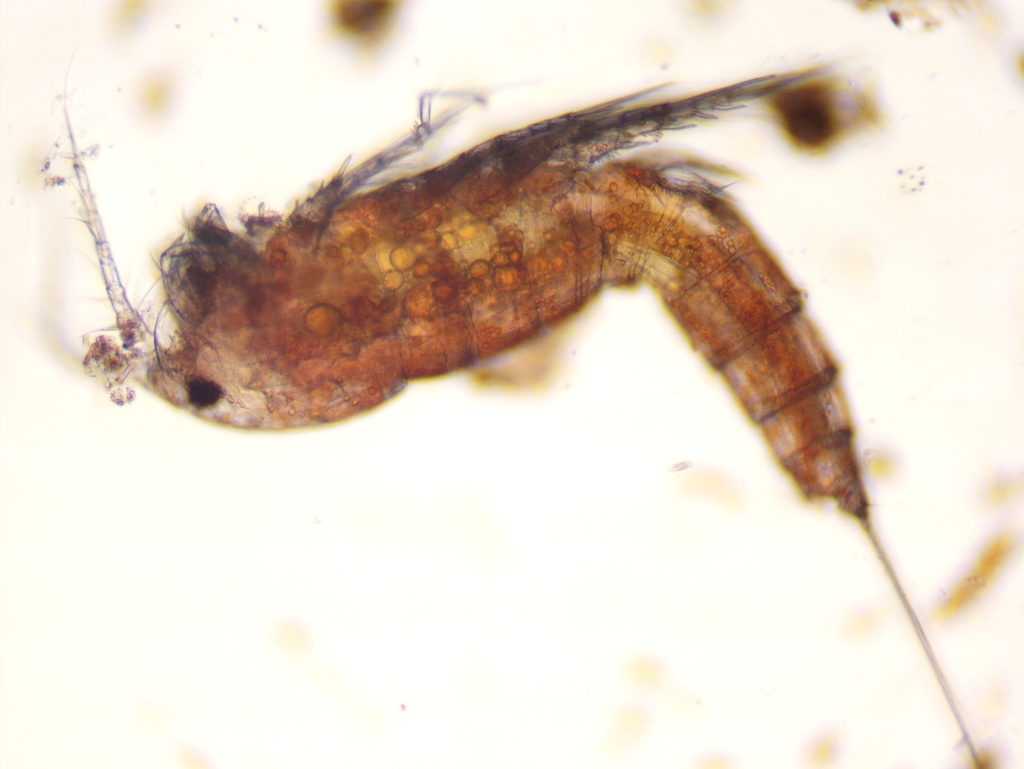 Attheyella illinoisensis illinoisensis
