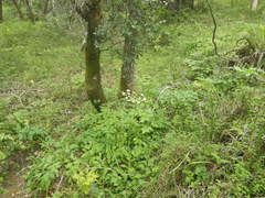 Angelica californica