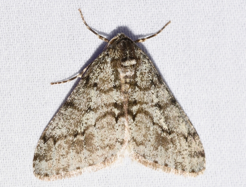 Small Phigalia Moth photo 4