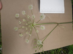 Angelica californica