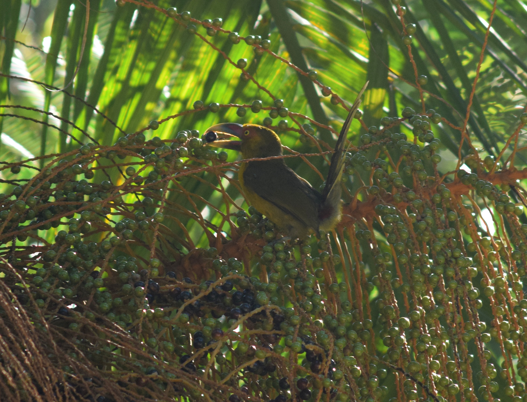 Saffron Toucanet illustration