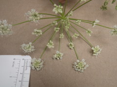 Angelica californica