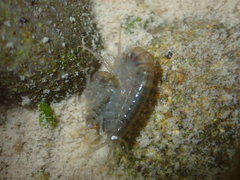 Gammarus pulex