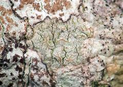 Opegrapha anguinella