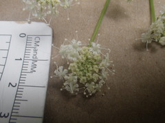 Angelica californica