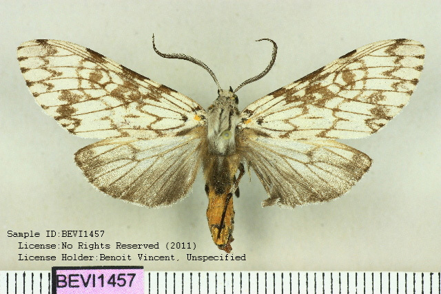 Lepidozikania similis