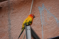 Aratinga solstitialis