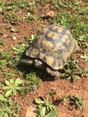 Testudo graeca