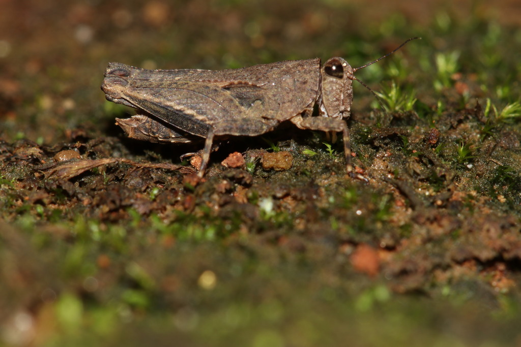 Coptotettix annandalei