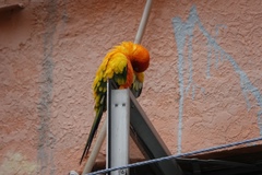 Aratinga solstitialis