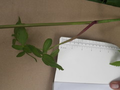 Angelica californica