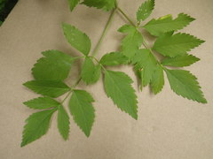 Angelica californica