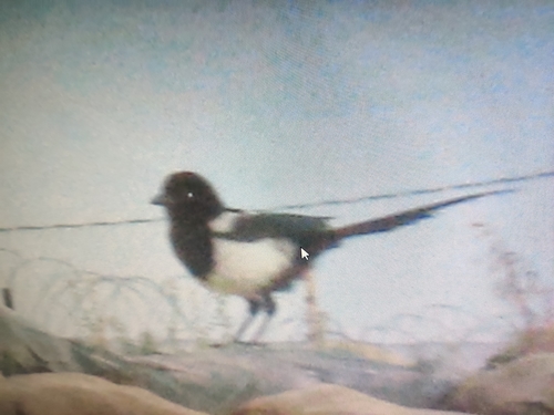 Eurasian Magpie