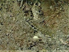 Omobranchus germaini