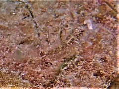 Helcogramma decurrens