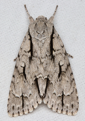 Acronicta lobeliae