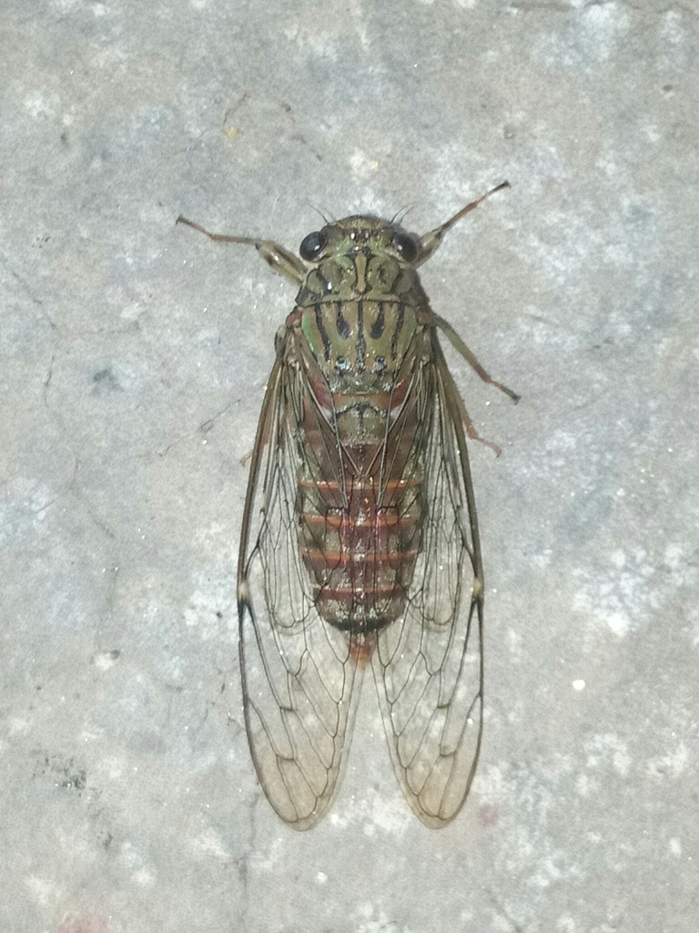 Aetanna tigroides