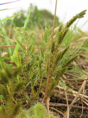 Selaginella aristata