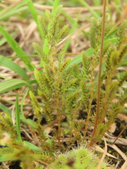 Selaginella aristata