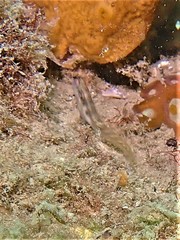 Omobranchus germaini