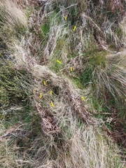 Narcissus cyclamineus