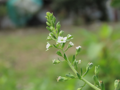 Image of Veronica undulata by (c) chiuluan, some rights reserved (CC BY)