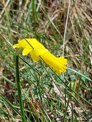 Narcissus cyclamineus