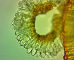 Funaria flavicans
