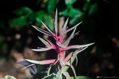 Tillandsia streptophylla