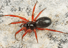 Walckenaeria castanea