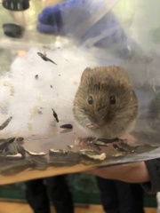 Clethrionomys gapperi