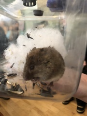 Clethrionomys gapperi