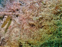 Helcogramma decurrens