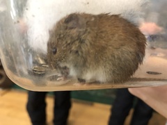 Clethrionomys gapperi