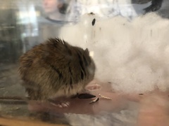 Clethrionomys gapperi